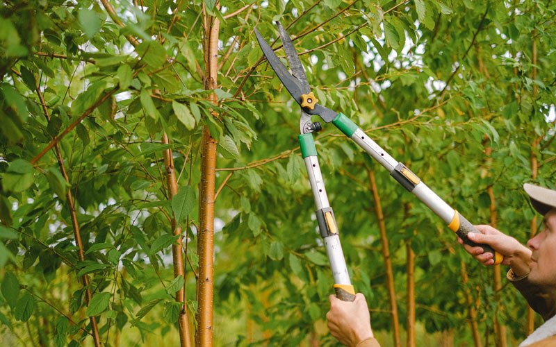 Tree trimming in Lawn, PA